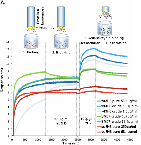 Bio-Layer Interferometry (BLI) Service