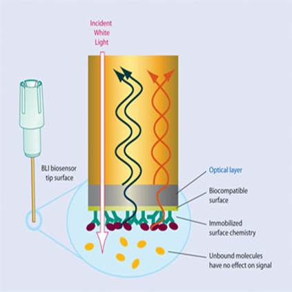 Bio-Layer Interferometry (BLI) Service