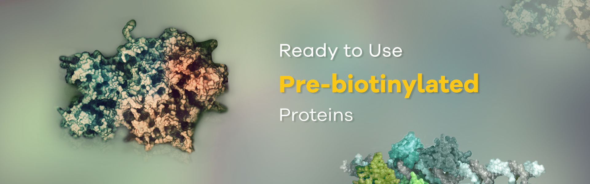Ready to Use Pre-biotinylated Proteins
