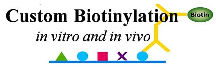 Protein Biotinylation