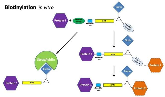 Protein Biotinylation