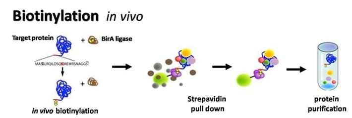 Protein Biotinylation