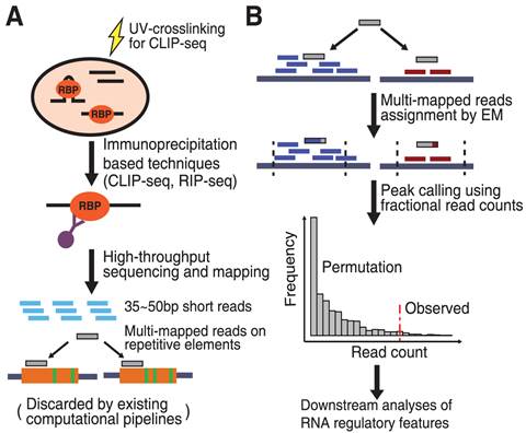 CLIP-Seq Service