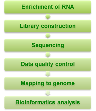 CLIP-Seq Service