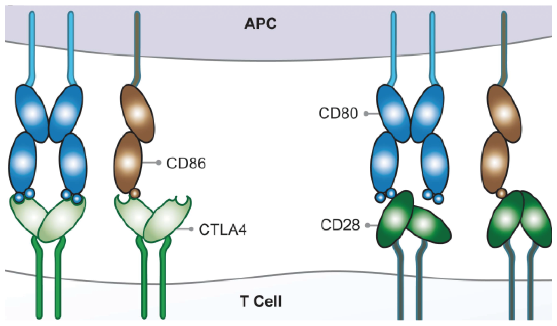 Immune Checkpoint Proteins