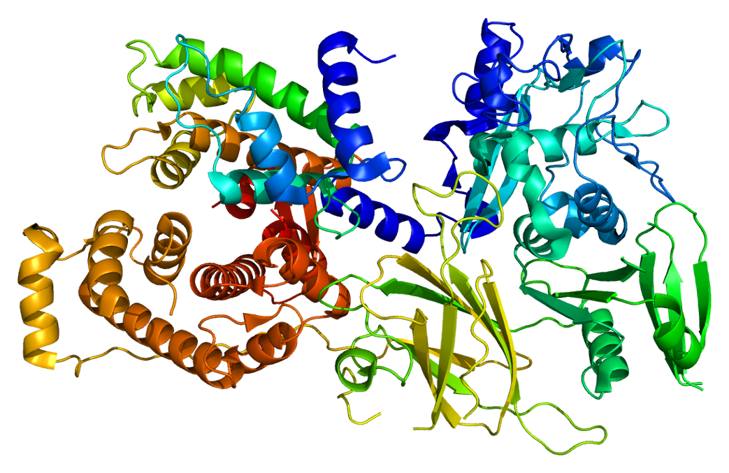 Calpain Proteins Creative Biomart