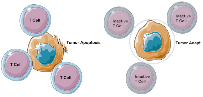 Immune Checkpoint Proteins