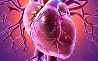 Cardiovascular Biology