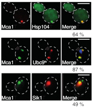 Cell survival & death Proteins Background