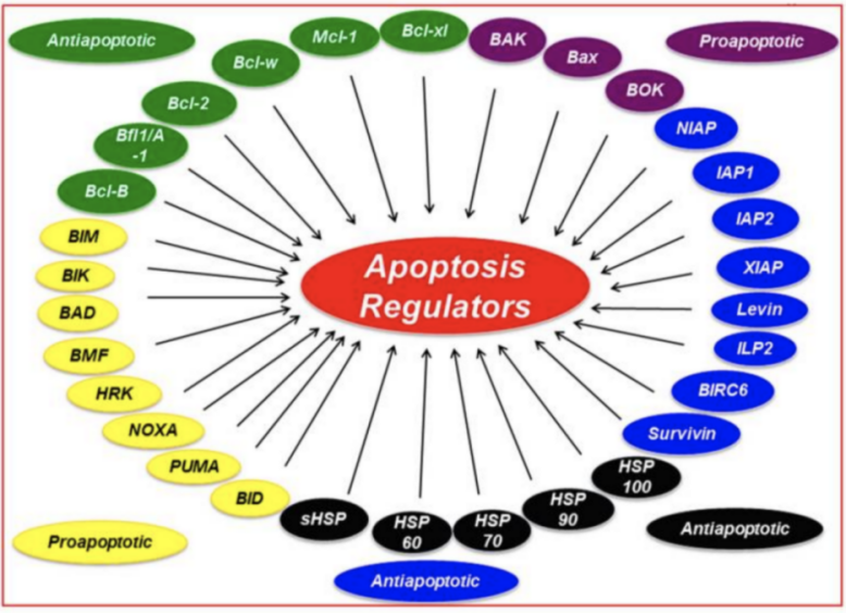 Cell survival & death Proteins Background