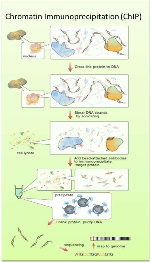 Chromatin Immunoprecipitation (ChIP)