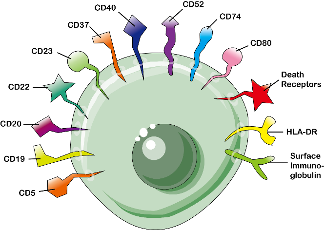 Cluster of Differentiation