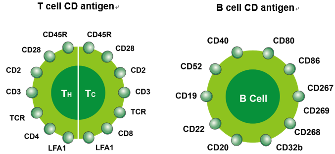 Cluster of Differentiation