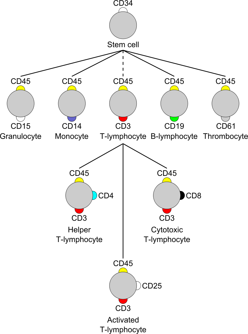 Table1. CD markers for immunophenotyping