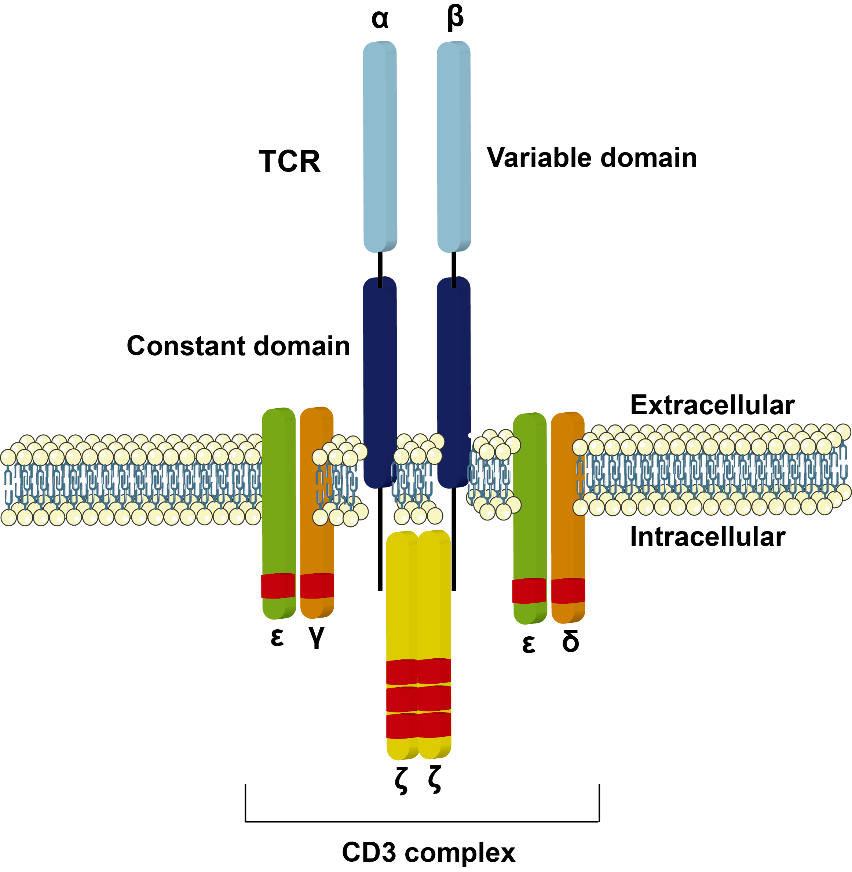 Table1. CD markers for immunophenotyping