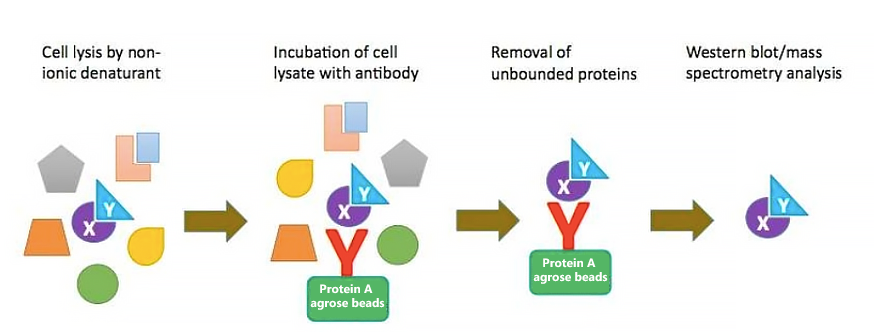 Co-Immunoprecipitation (Co-IP) Service