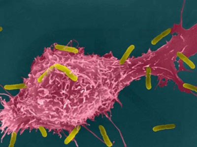 Schematic diagram of mononuclear macrophages and colony stimulating factors