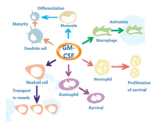 Related functions of GM-CSF