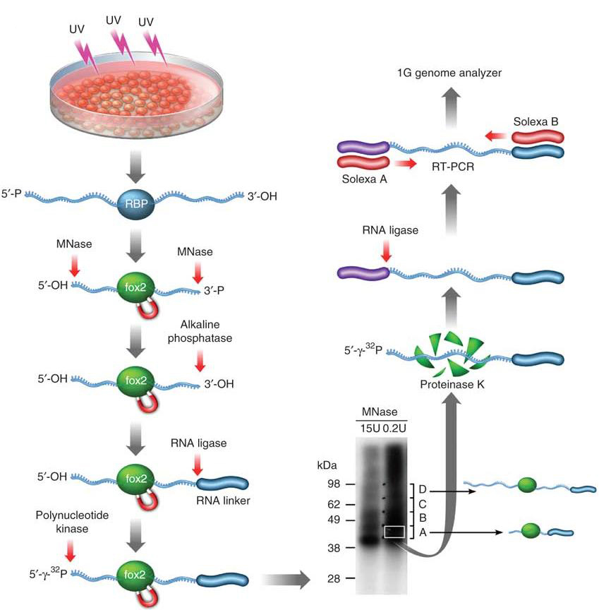 Crosslinking and ImmunoPrecipitation (CLIP)