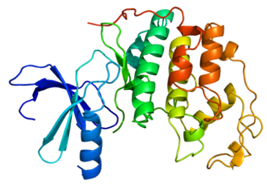 Crystal structure of CDK2 protein.