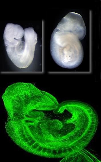 Figure 1. Developing life