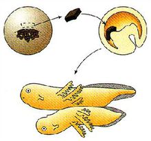 Process of cell differentiation.