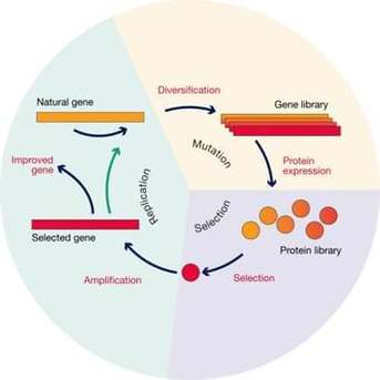Directed Evolution