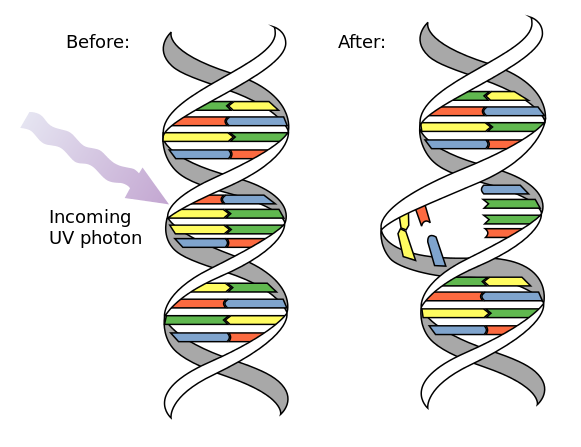 creative biomart