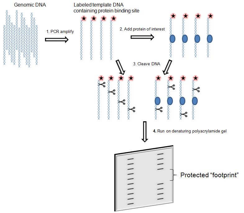 DNase I Footprinting