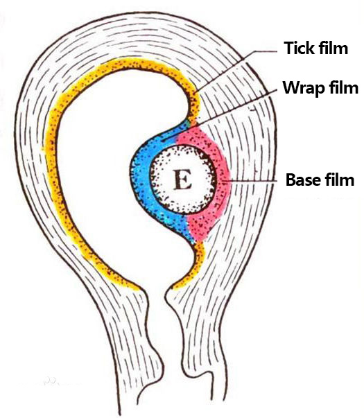 Diagram of ectodermal.