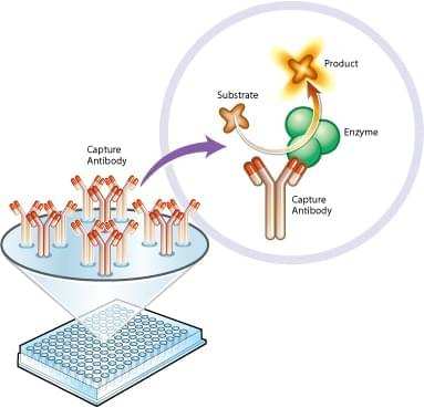 Enzyme Activity Assay