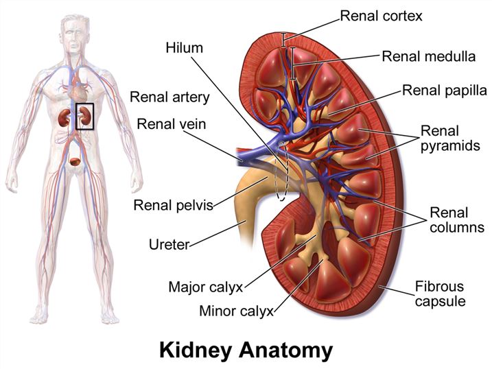 Excretory System Development Proteins Research Tools Creative Biomart Creative Biomart