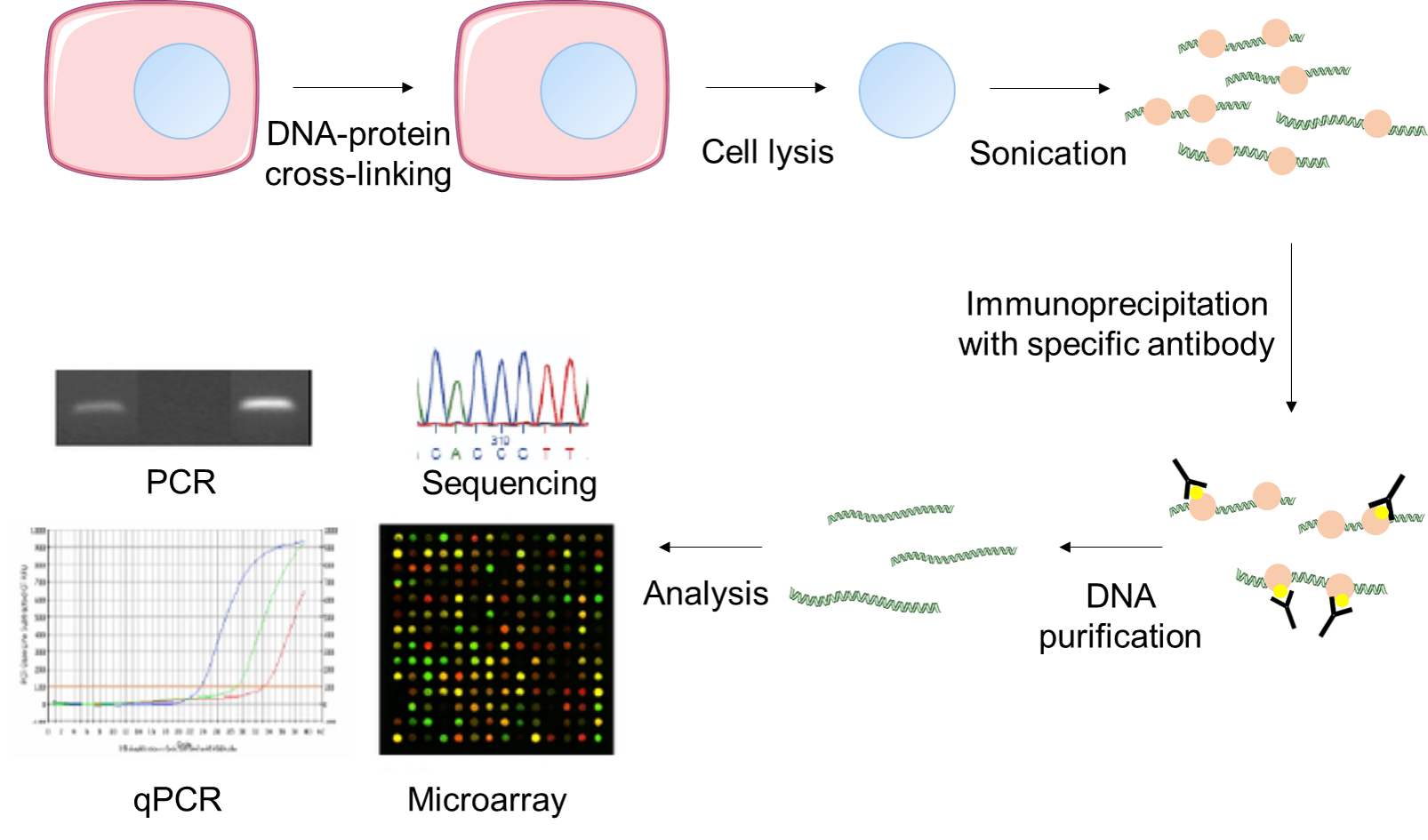 Fast Chromatin Immunoprecipitation Assay