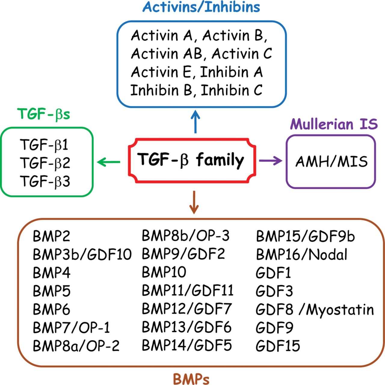 GDF11 and Cardiac Hypertrophy