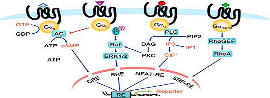 GPCR Screening Assays