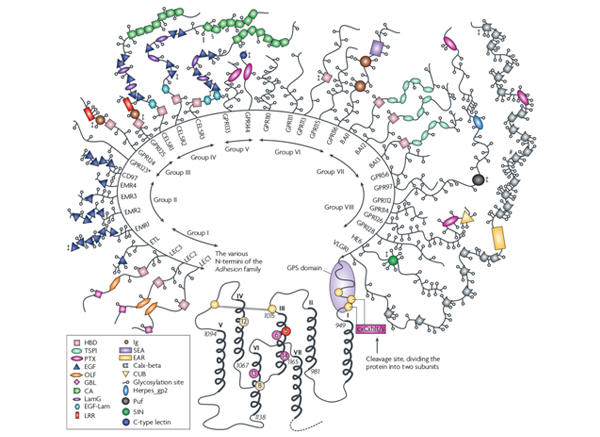 GPCRs