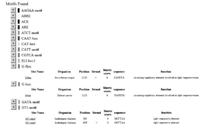 Guide of Analysis of Promoter Regulatory Elements Based on Plant CARE Prediction Method