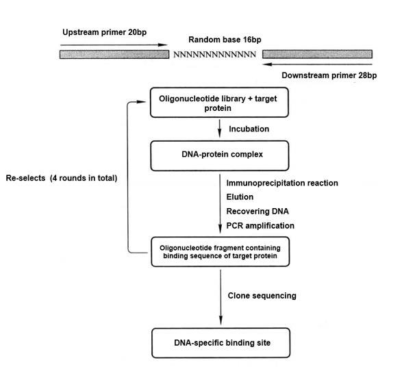 Guide of PCR-assisted Analysis of Protein-DNA Sequence Specificity