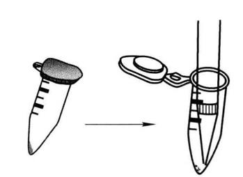 Guide of PCR-assisted Analysis of Protein-DNA Sequence Specificity