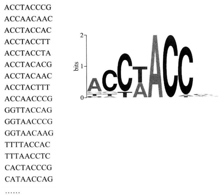 Guide of PCR-assisted Analysis of Protein-DNA Sequence Specificity