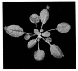 Schematic Diagram of the Principle of Immunoprecipitation