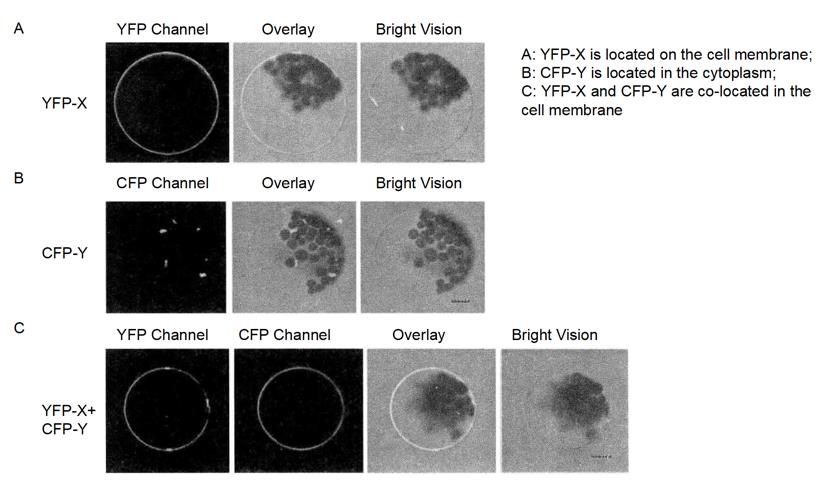 Observation of Protein Interaction by Subcellular Co-localization