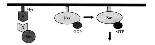 Schematic Diagram of Yeast Two-Hybrid Sos Recruitment System Principle