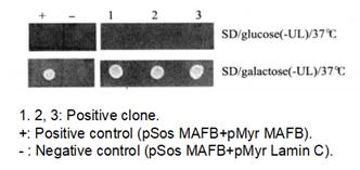 Verification of Positive Yeast Clones