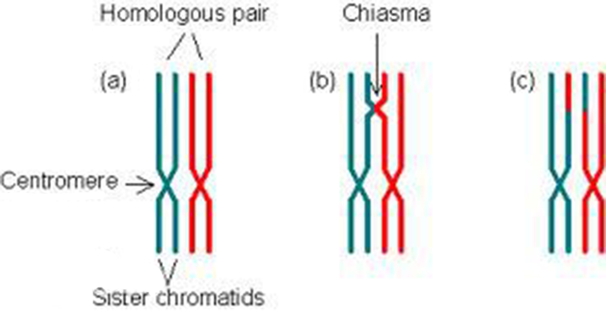 Homologous Recombination (Hr) Proteins Biology Diagrams