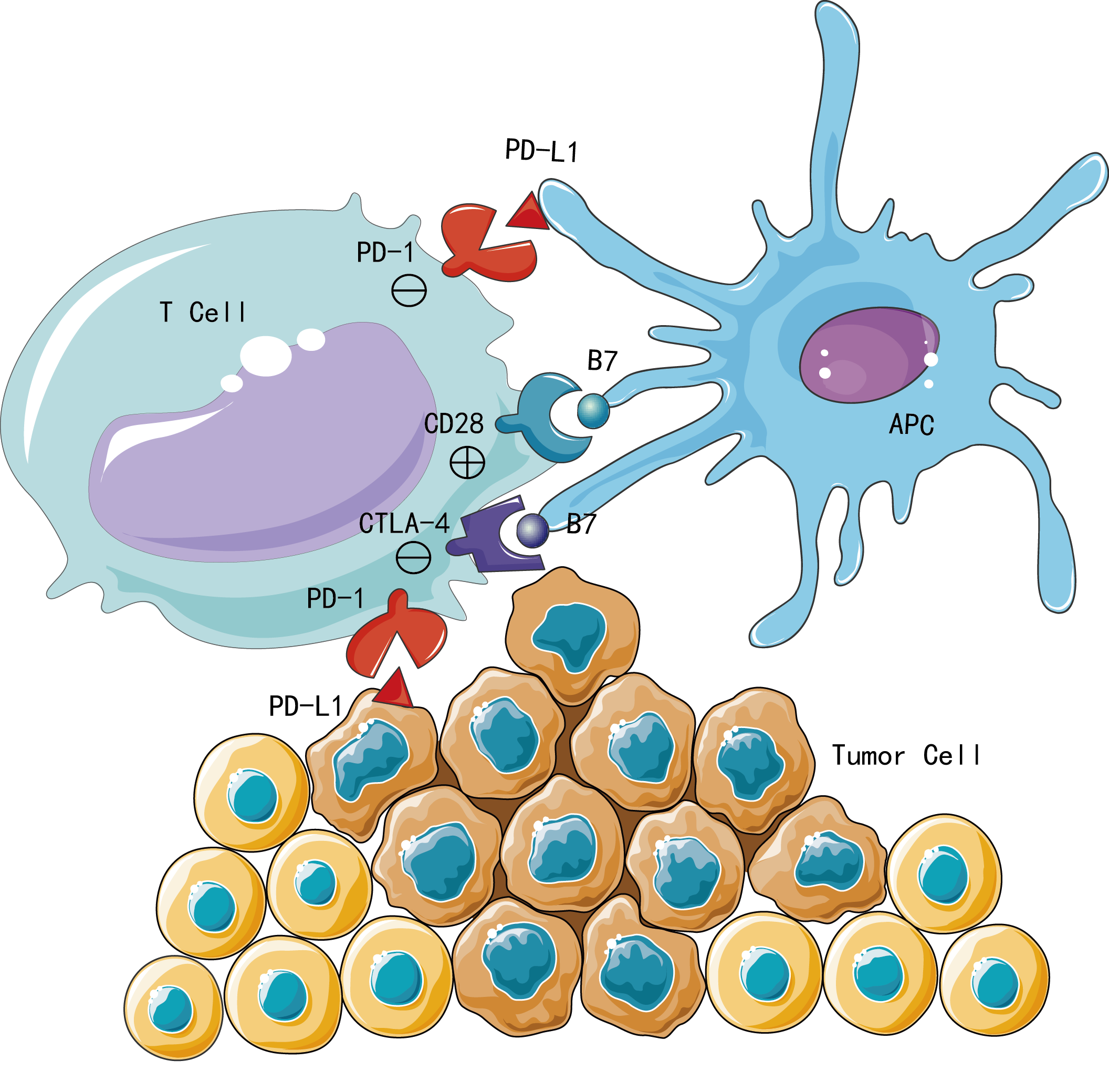 Immune Checkpoint Proteins