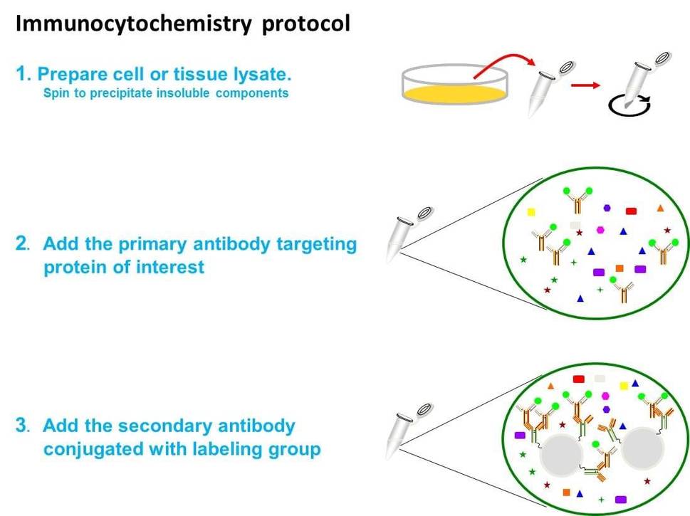 Immunocytochemistry protocol