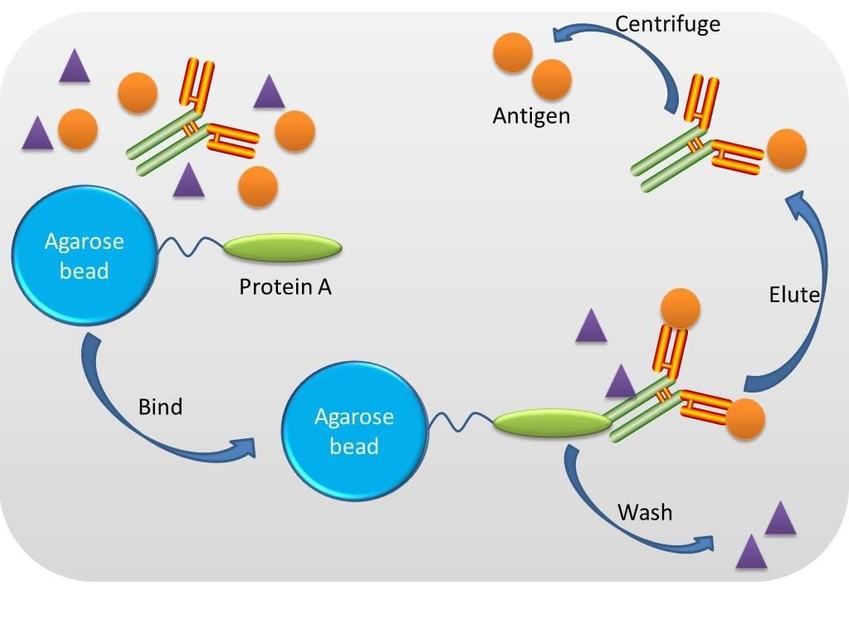 Immunoprecipitation