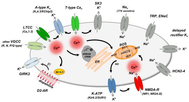 Ion Channel Screening Assays