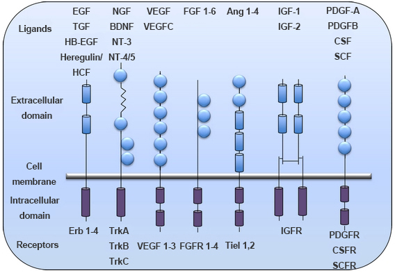 Figure 1. Different classes of RTKs.